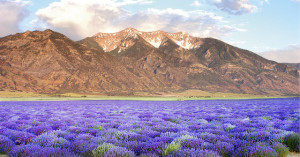 lavenderfield and mountains