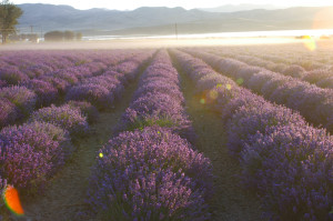 LavenderField Eila