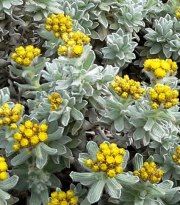 Helichrysum-1