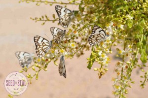 sacred frankincense flowering